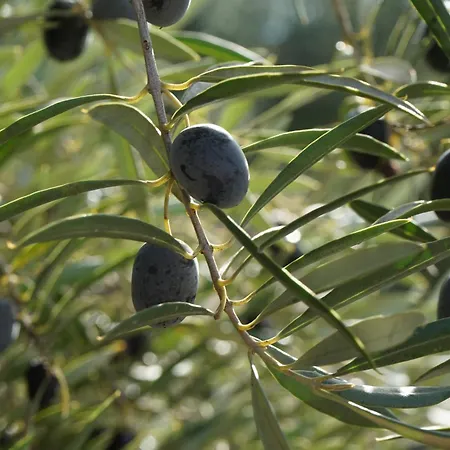 Ferienhaus Olive *